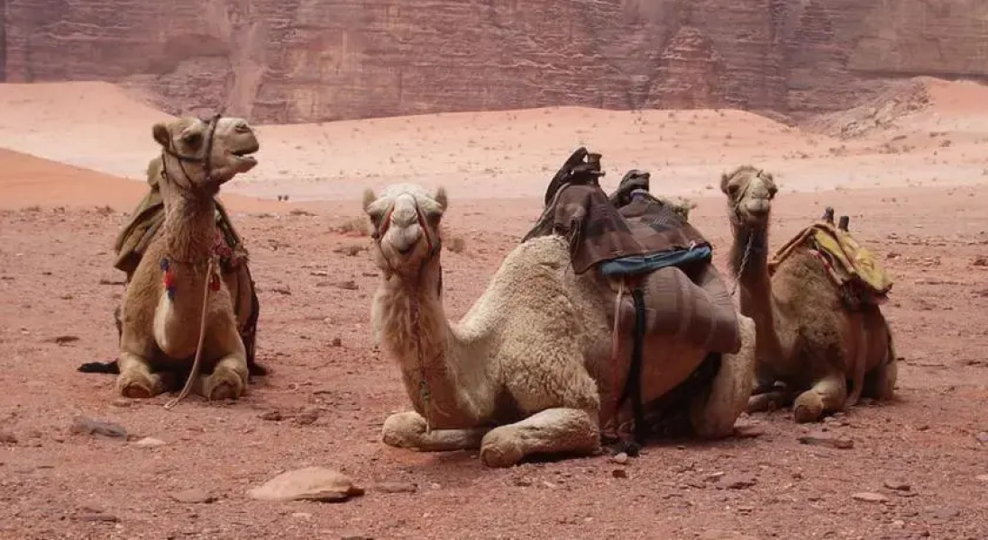 Wadi Rum Discovery
