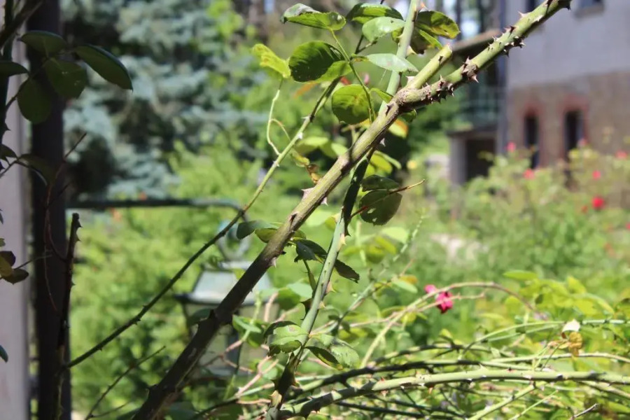 Gîte 2 du Château de Feschaux