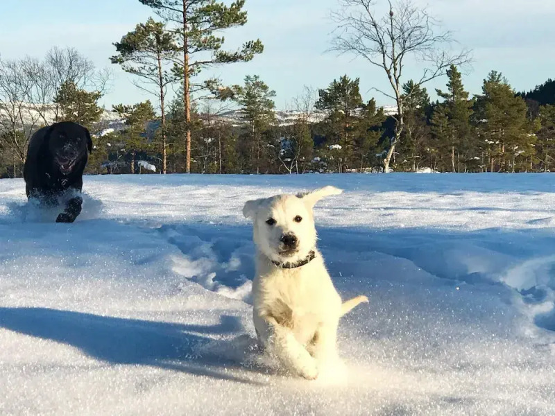 15 Person Holiday Home in Treungen