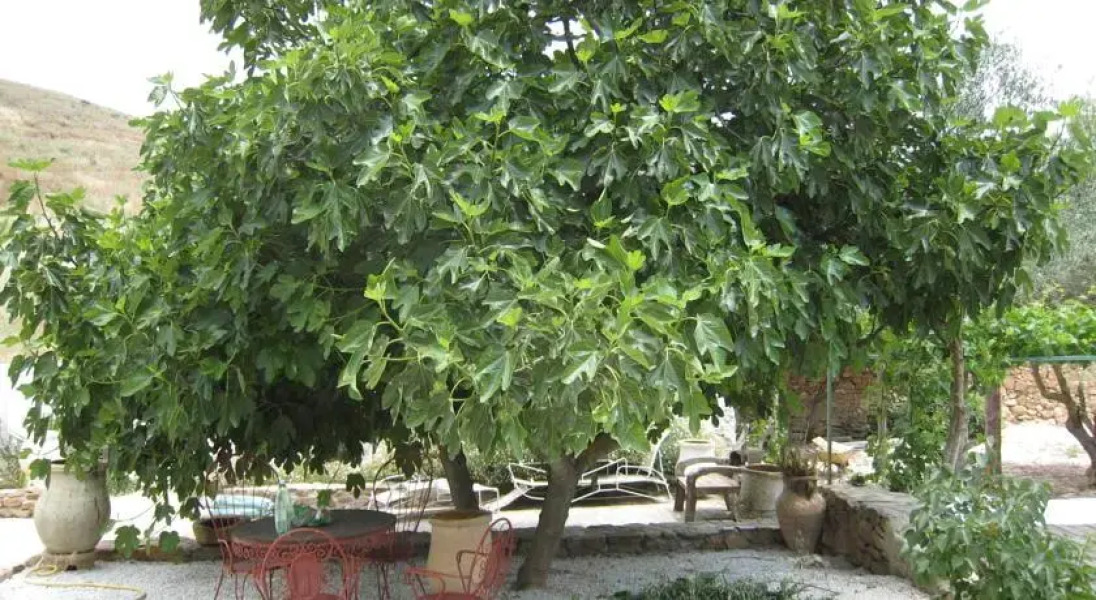 Cortijo Las Palmeras