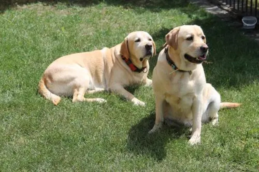 Apartaments La Taverna dels Noguers