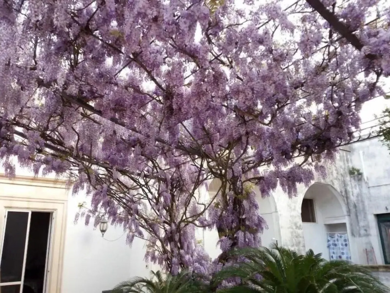 Terrazzo dei Sogni B&B