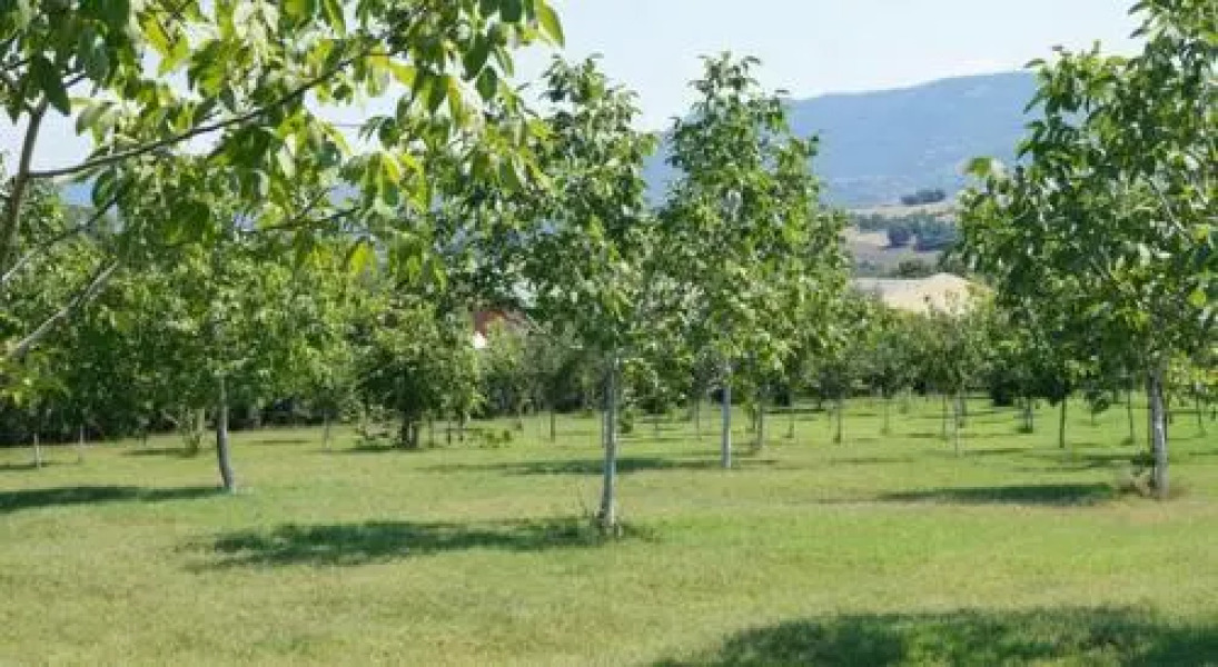 Hostel Restoran Slon