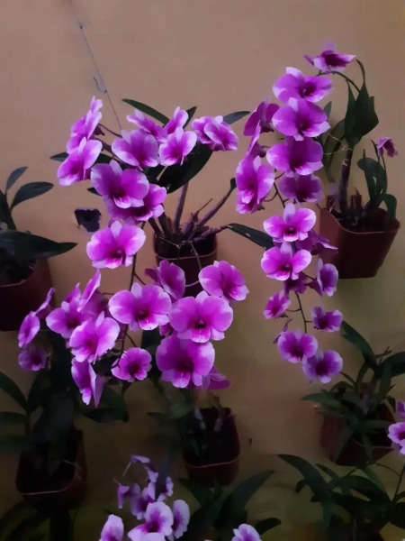 Vivaresidence Homestay