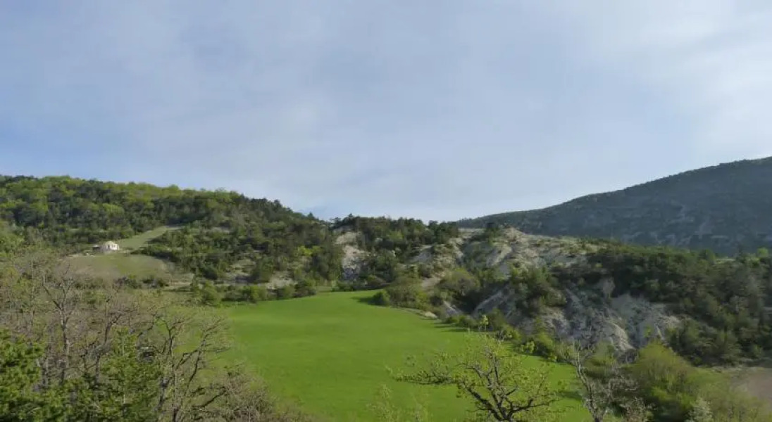 Les Carlines du Grand Bois