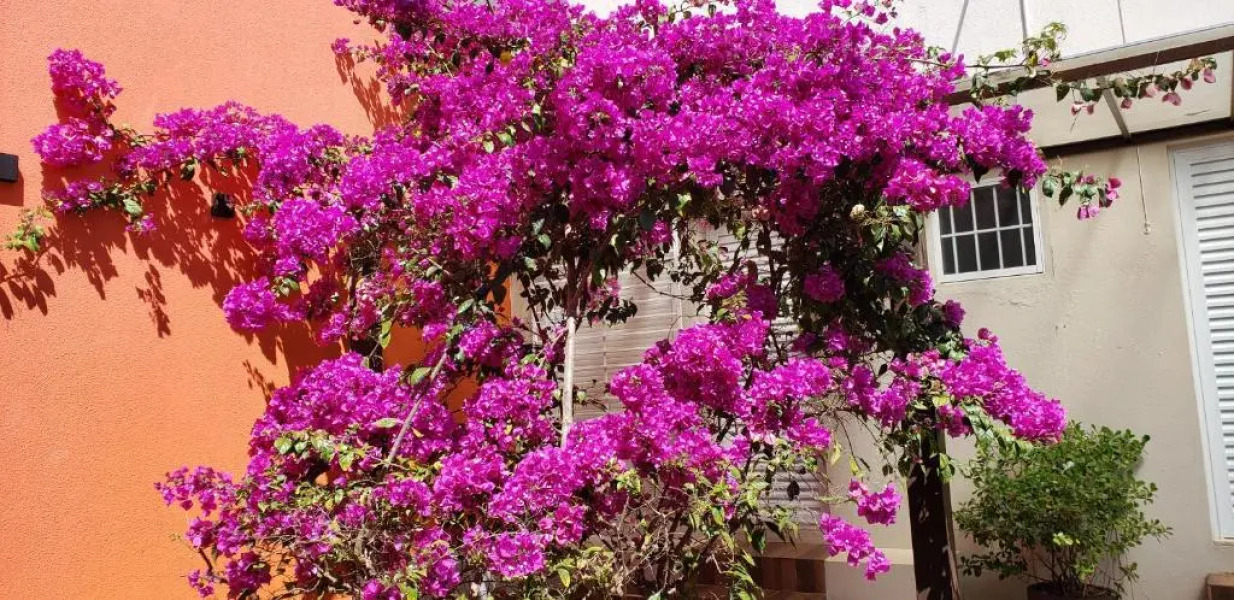 Pousada das Orquídeas