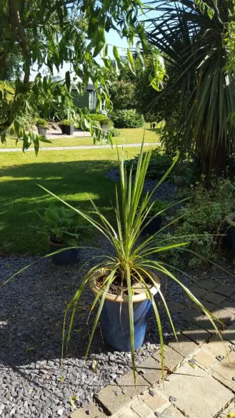 The White Dove Bed and Breakfast with Glamping Newark showground