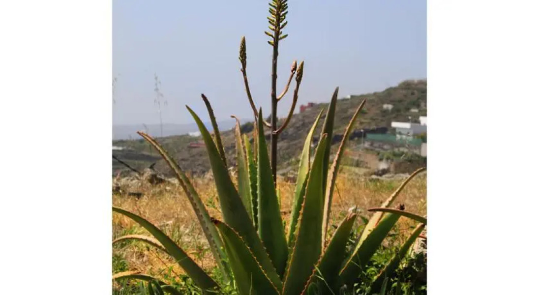 Casa Rural La Vista Tenerife