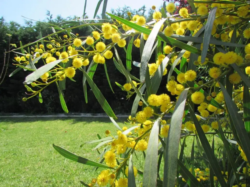 Quinta Sobral Prestige