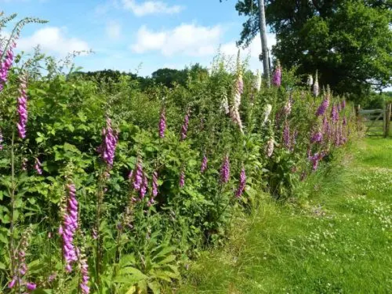 Cefnllech-Clawdd Farm B&B