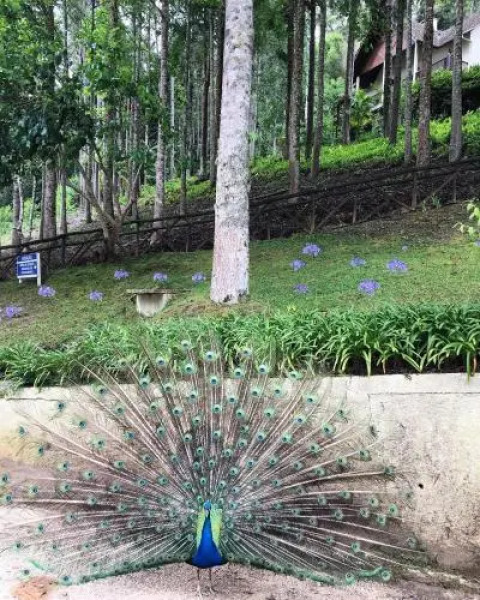 Fazenda Monte Verde Golf & Resort