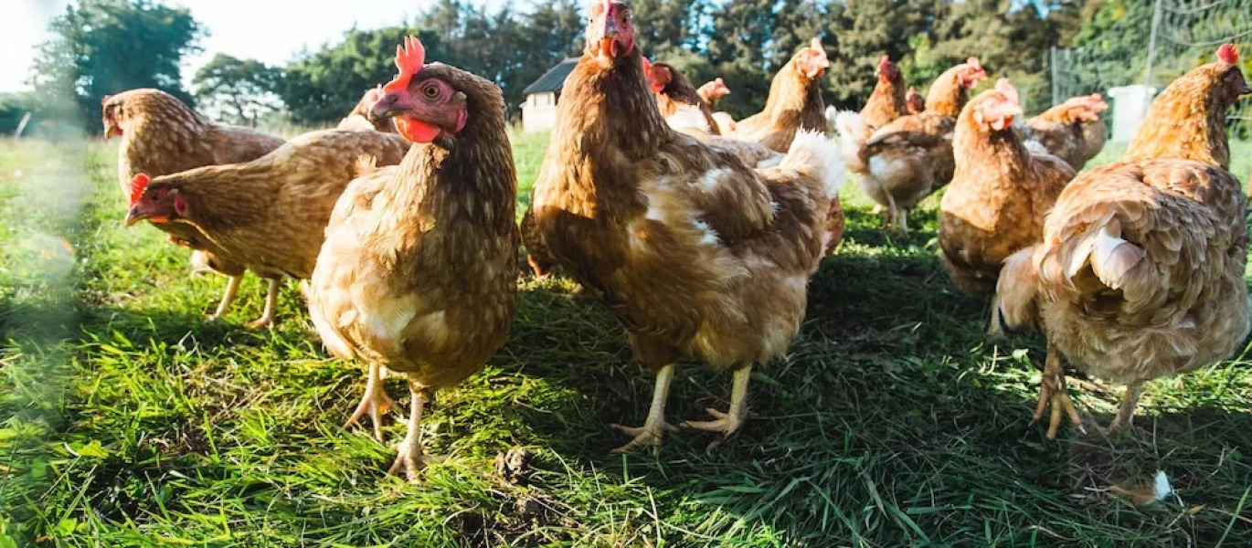 Swallow's Nest - Glamping