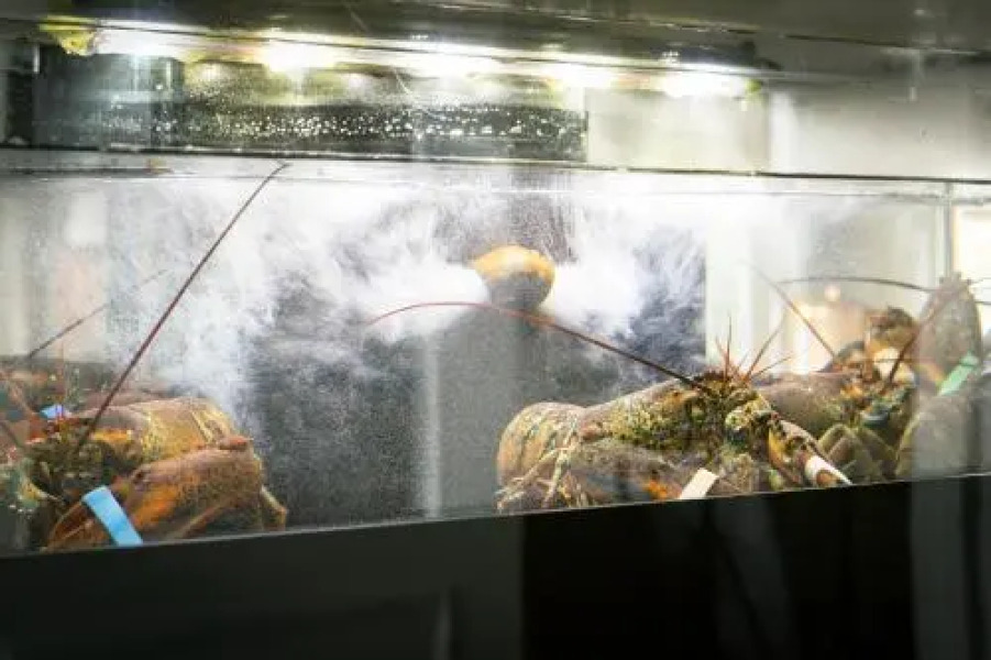 Mezzo Restaurant & Kamers