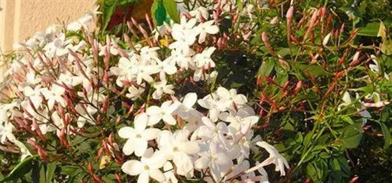 Serenesse - Bed & Breakfast