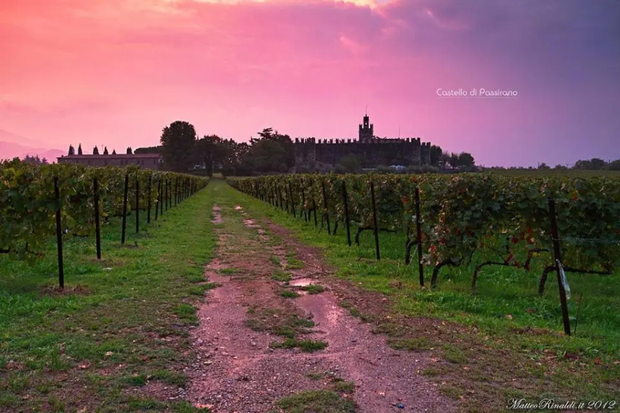 Wine & Lake In Franciacorta