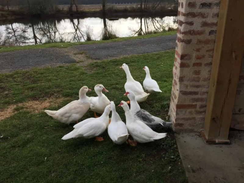 La maison des canards