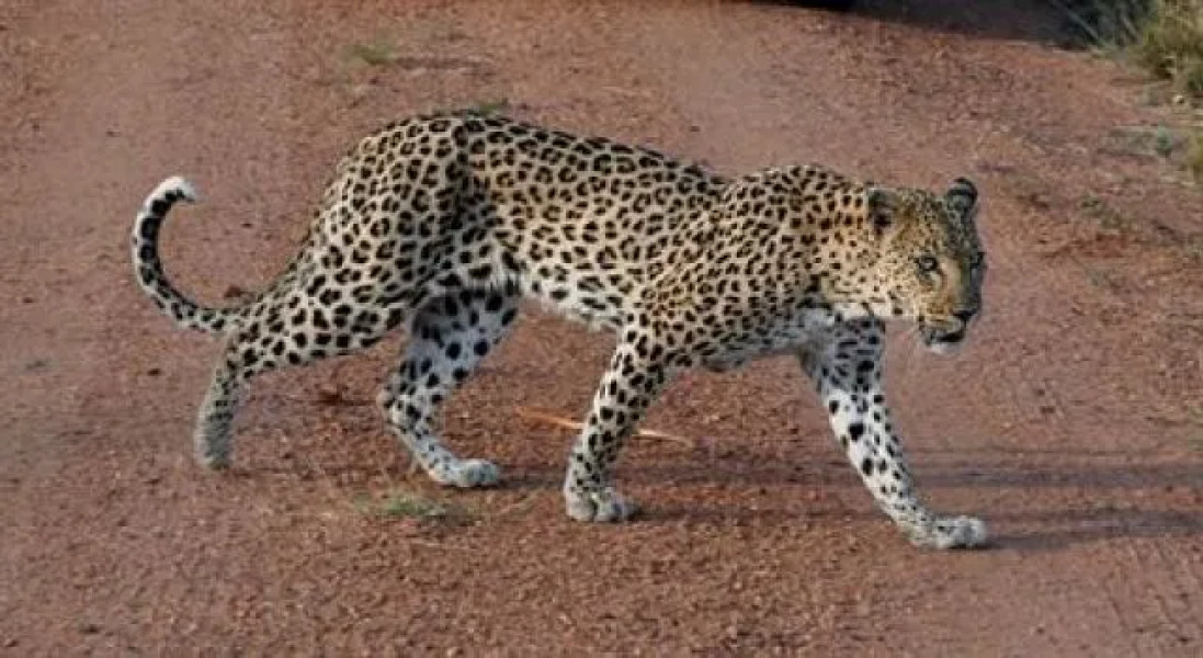 Wild Ivory Eco Lodge - All Inclusive