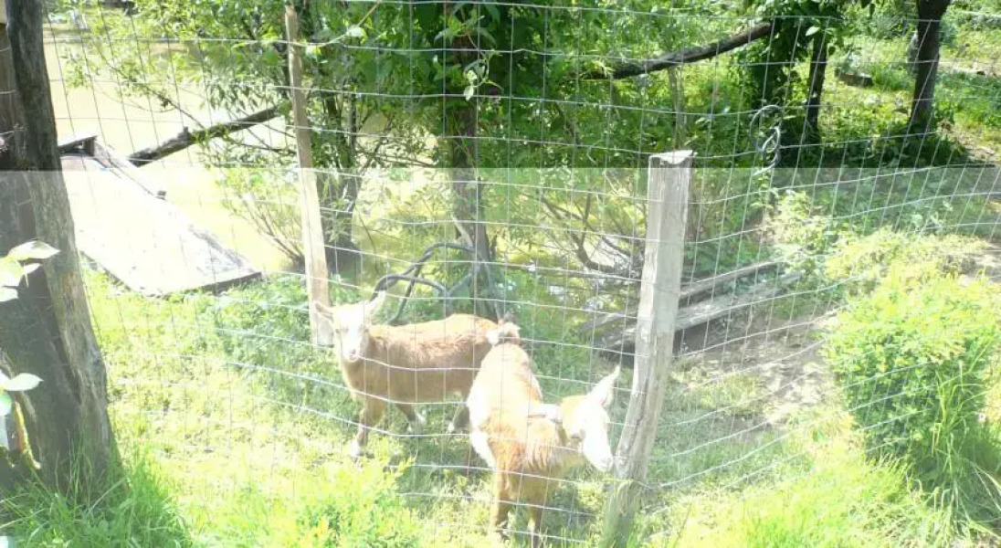 Agro-pensiunea "Plaiul Castanilor"