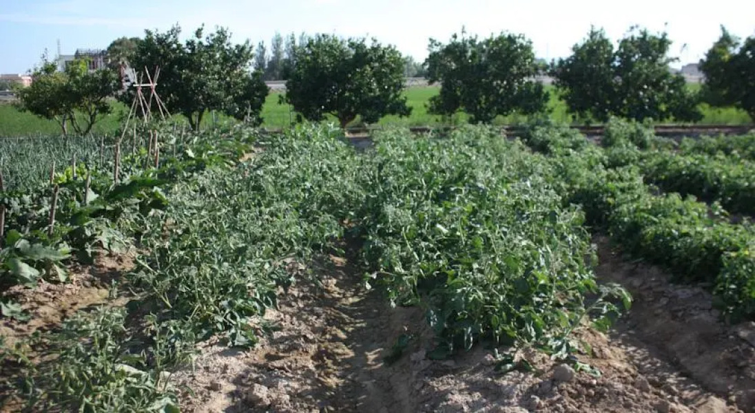 Caseta de la Partidalt