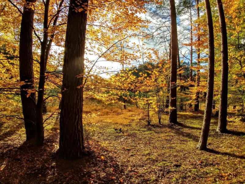 Dom Goscinny Rzeczna 4