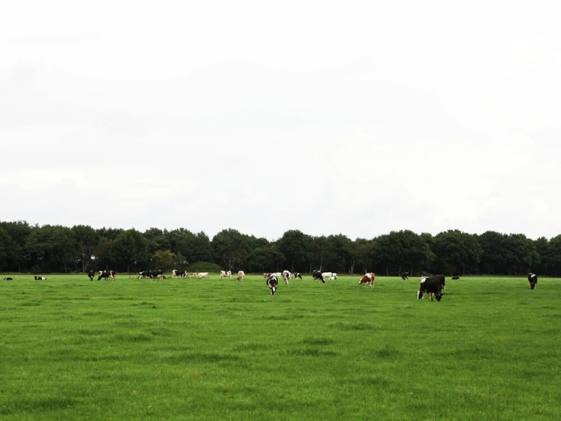 Cozy Holiday Home in Zuidwolde near Forest