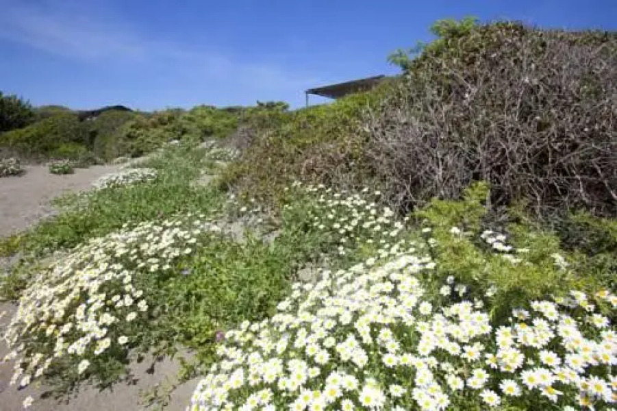 Il Campeggio di Capalbio