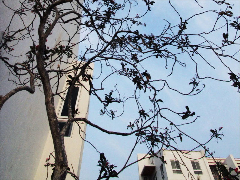 Bay Forest Boutique Hotel