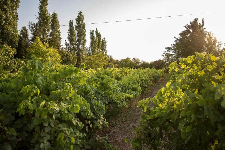 Eressos Ilios Apartments