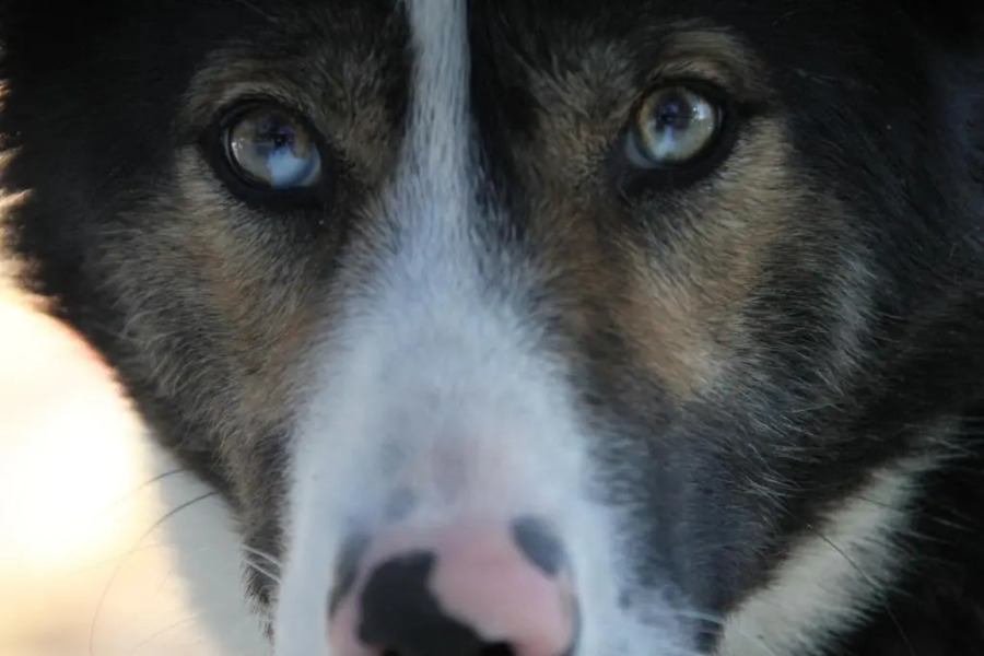 Sjodalen Hyttetun og Camping