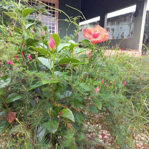 Brasileirinho Pousada e Refeições