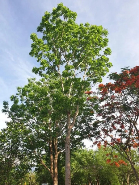 Suan Phueng Pa Wai Resort