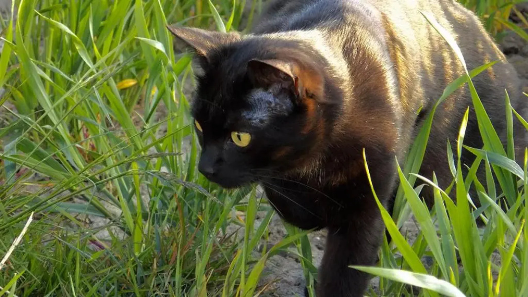 Wingårdhs B&B Österlen