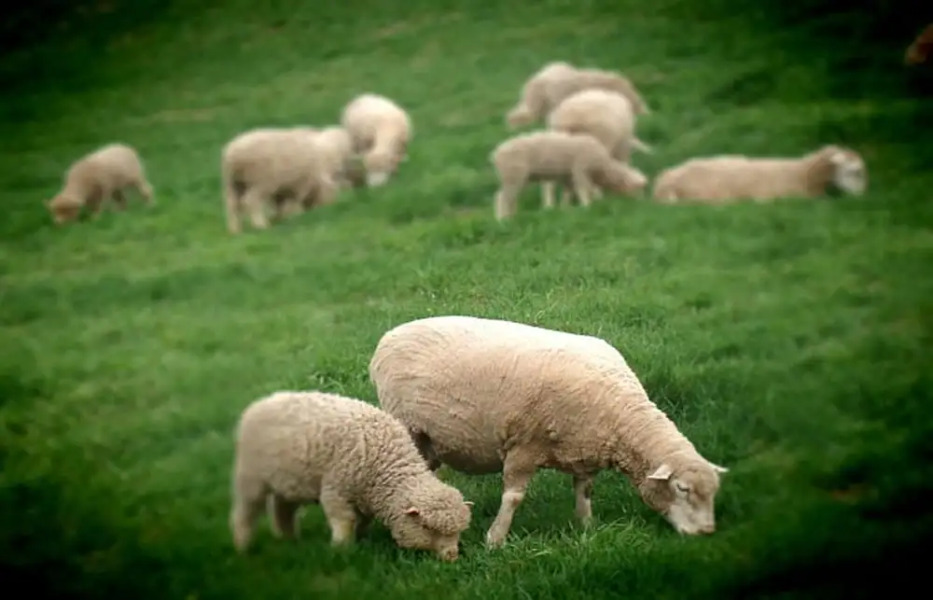 Daegwallyeong Wild Floaroma Pension