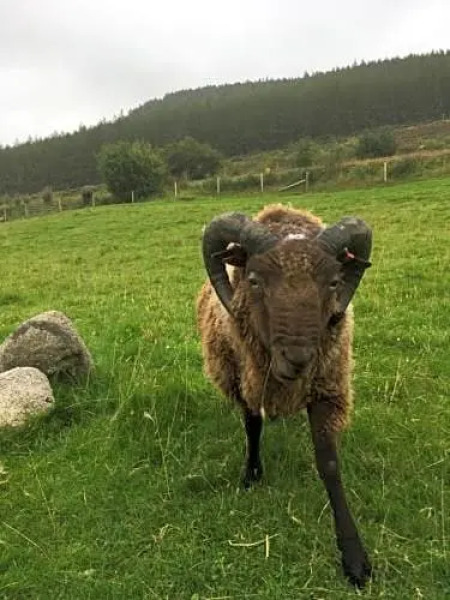 Willie Jack's Cottage B&B, Near NC500