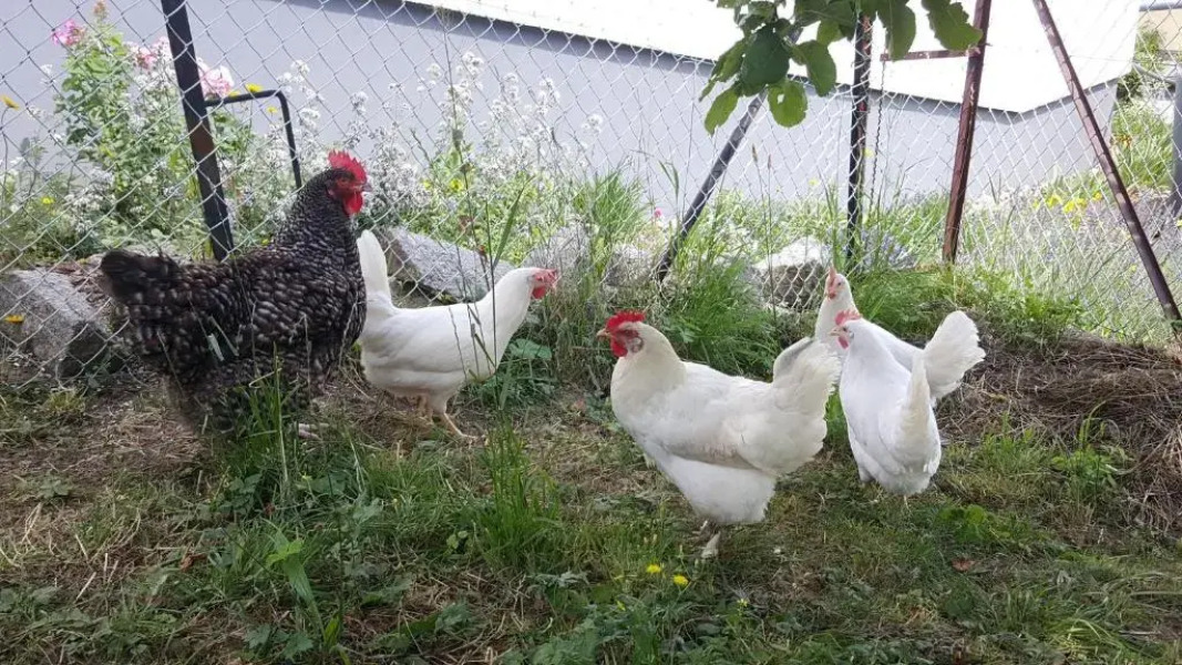 Ferienwohnung Pusteblume