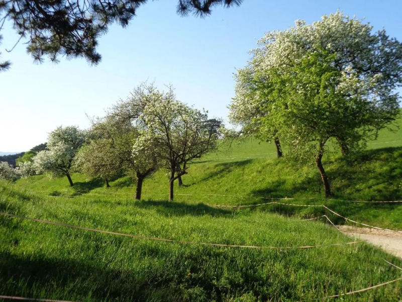Apartments Himmelreich
