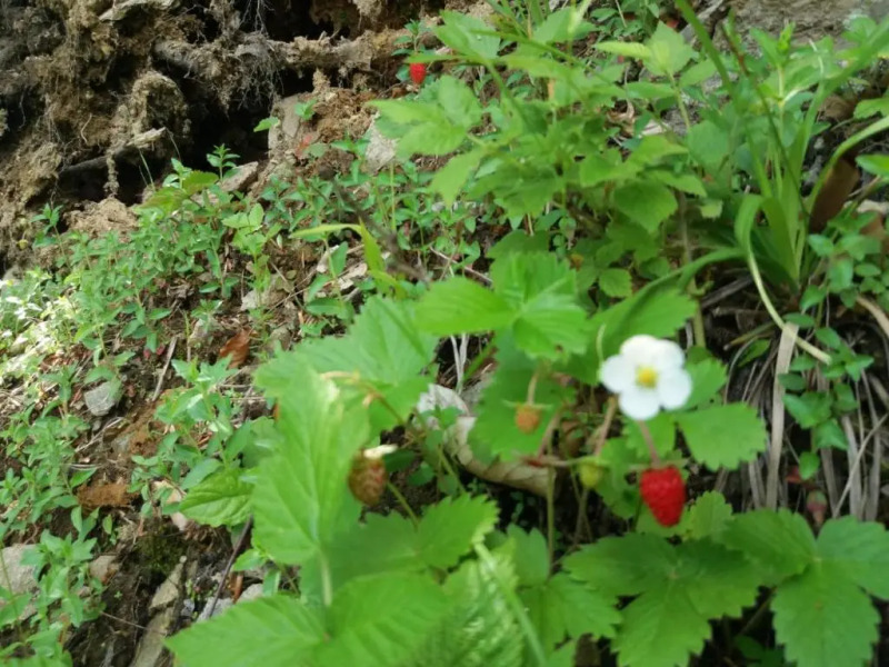Zbojnicki Ostep-Nocleg Trapera
