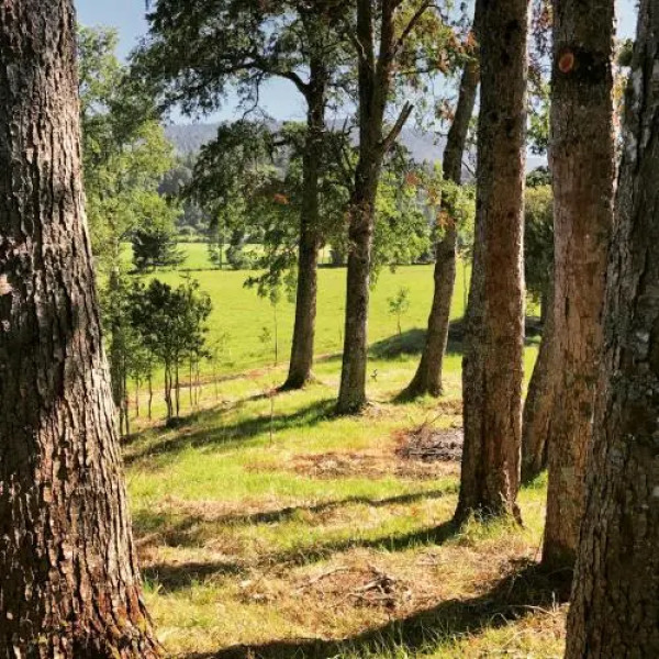 Lodge y Cabañas Vista Hermosa