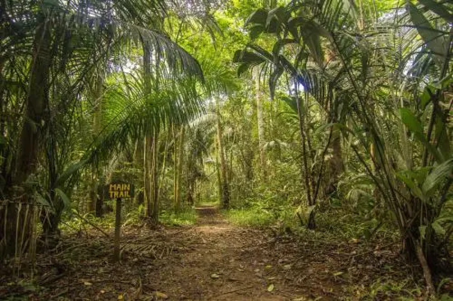 Corto Maltes Amazonia