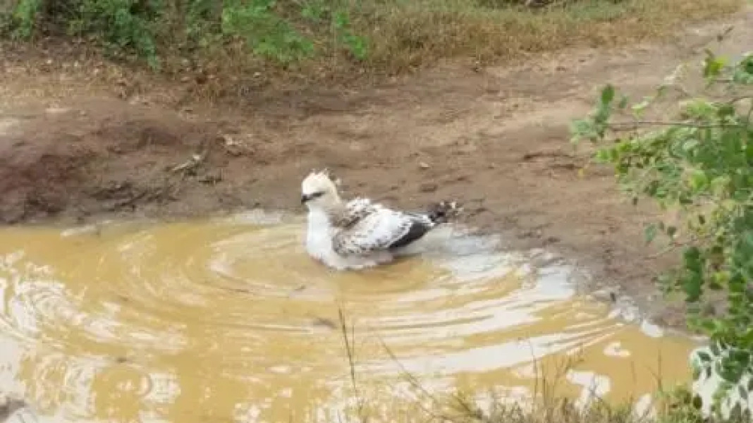 Morningside Safari Resort