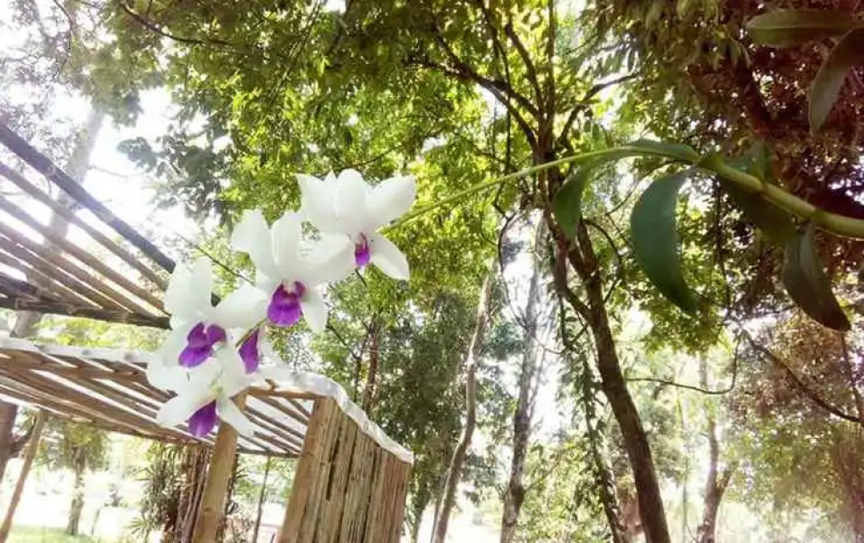 Mulberry at Pang Sita