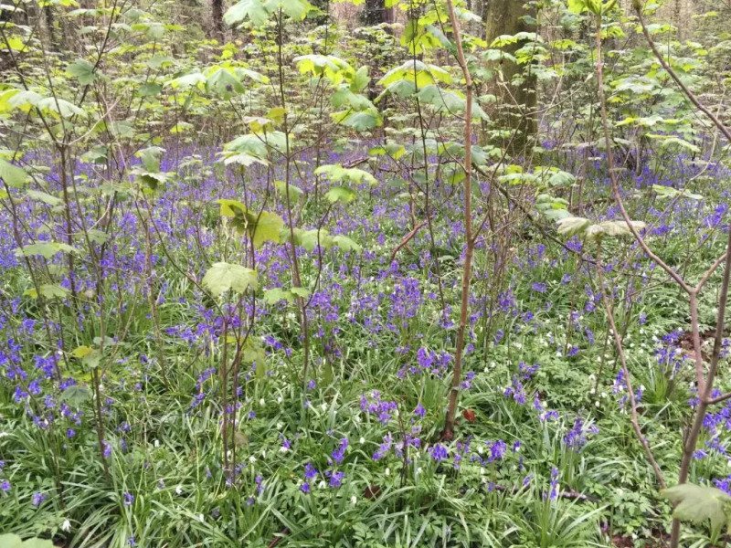 Woodlands Cottage Farm