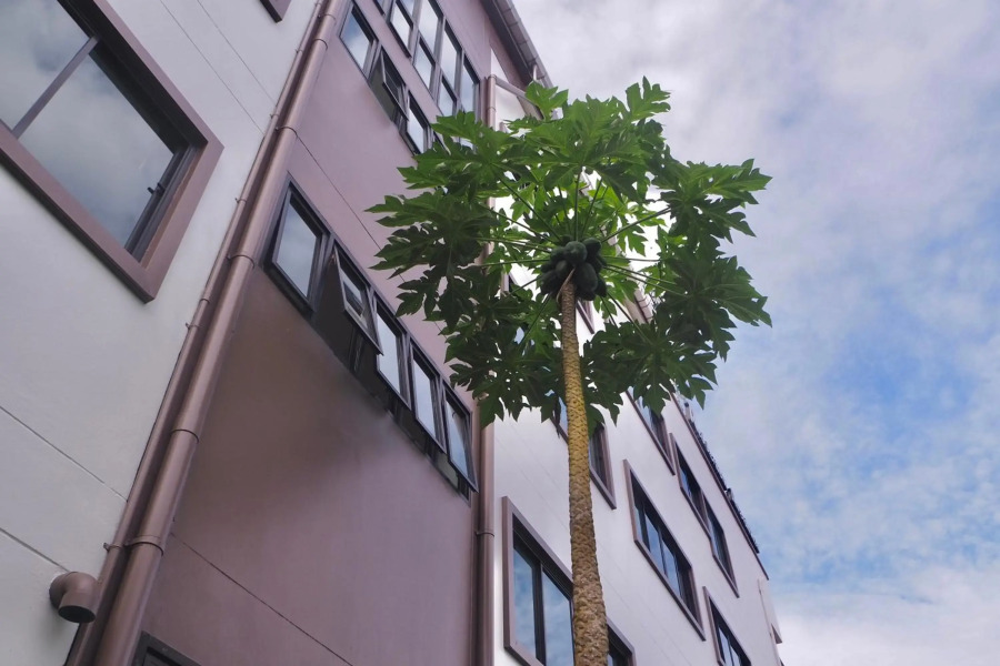 Rakkawan Residence Khaolak (SHA Plus+)