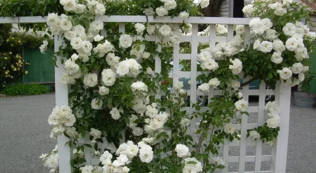 The Martinborough Connection