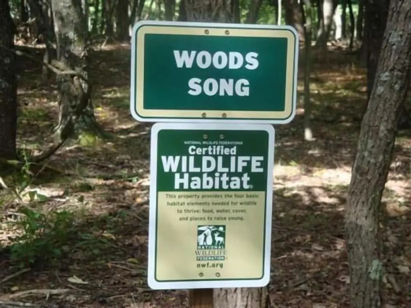 Woods Song - Natures Promise