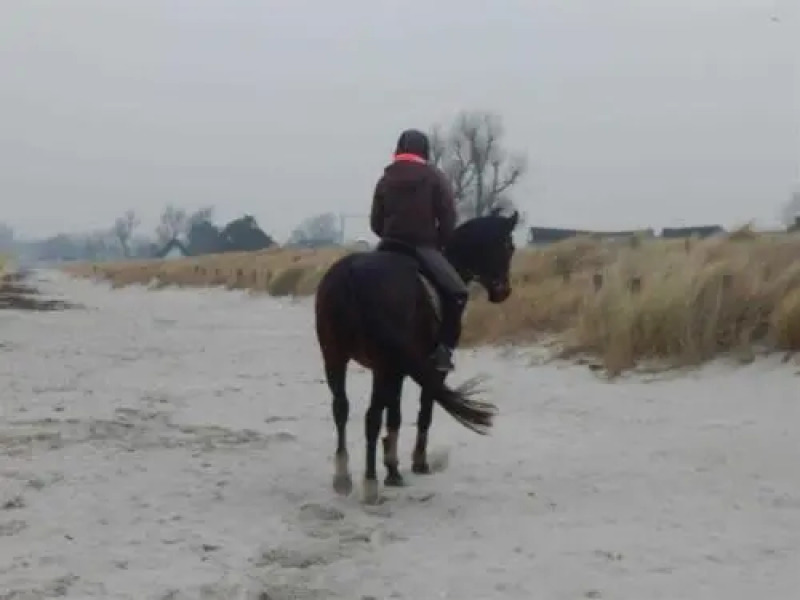 Ferienhaus Koenigsberg Haus 1