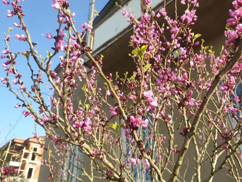 Veli Group guest house near Gelati Monastery