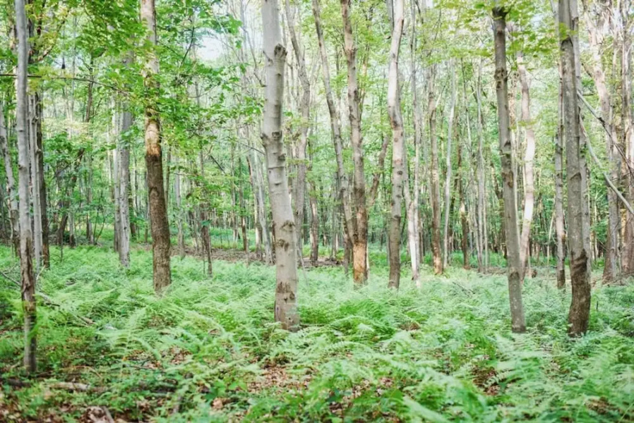 Tentrr Whippoorwill Woods