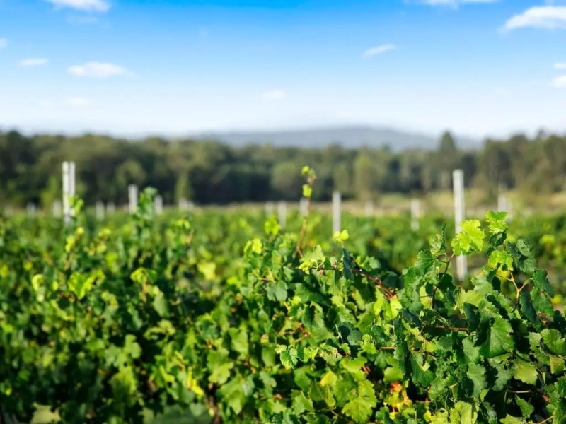 Palmers Lane On Vineyard 5br Homestead with Pool formerly Gemelli