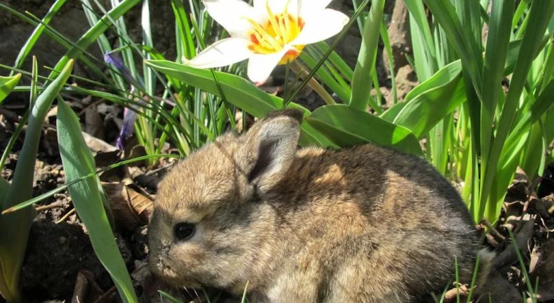 Wiesenbauer - Schlögl Anton